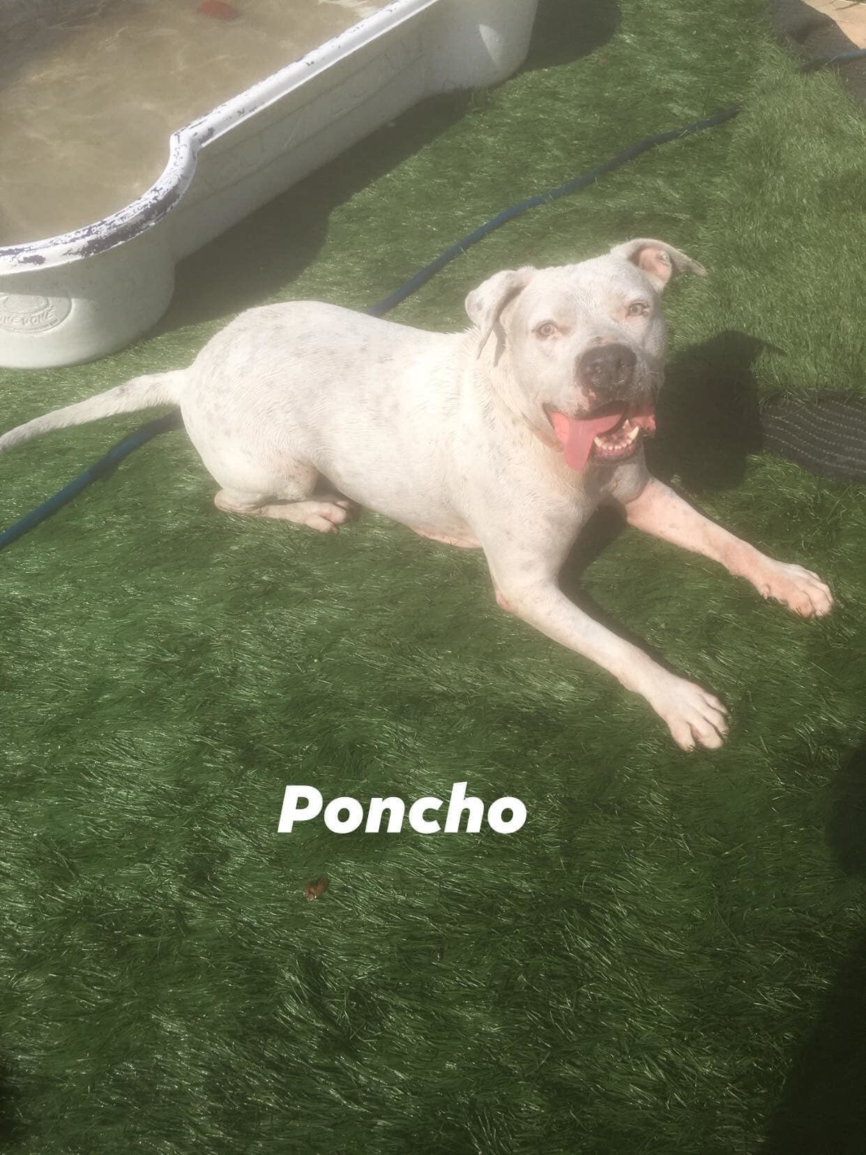 Poncho, an adoptable American Bulldog, Mixed Breed in Coral Springs, FL, 33071 | Photo Image 2