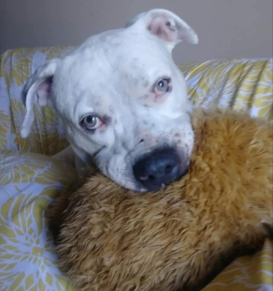 Poncho, an adoptable American Bulldog, Mixed Breed in Coral Springs, FL, 33071 | Photo Image 3