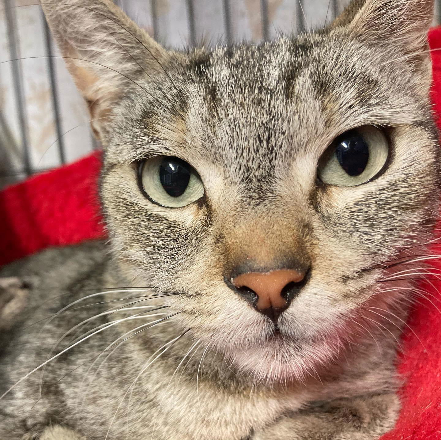 Beautiful, an adoptable Domestic Short Hair in Los Alamitos, CA, 90720 | Photo Image 1