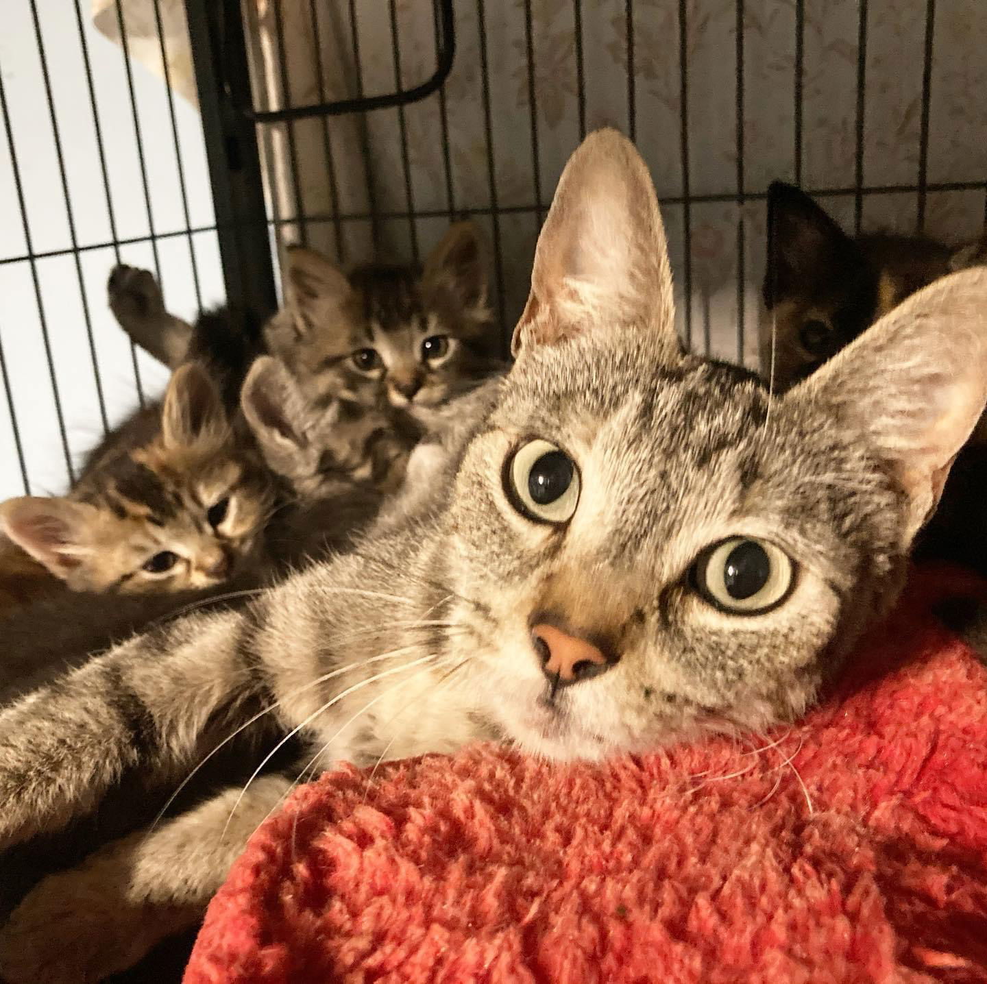 Beautiful, an adoptable Domestic Short Hair in Los Alamitos, CA, 90720 | Photo Image 2