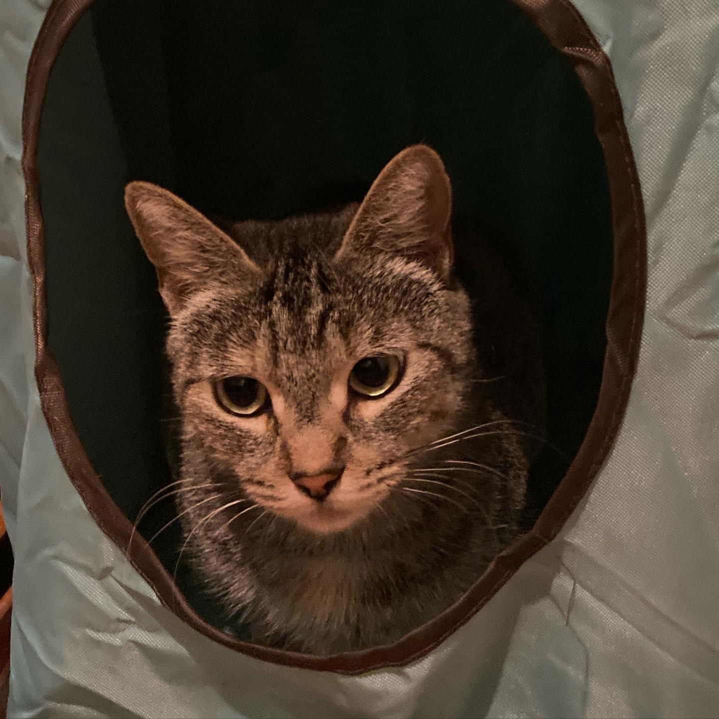 Beautiful, an adoptable Domestic Short Hair in Los Alamitos, CA, 90720 | Photo Image 3