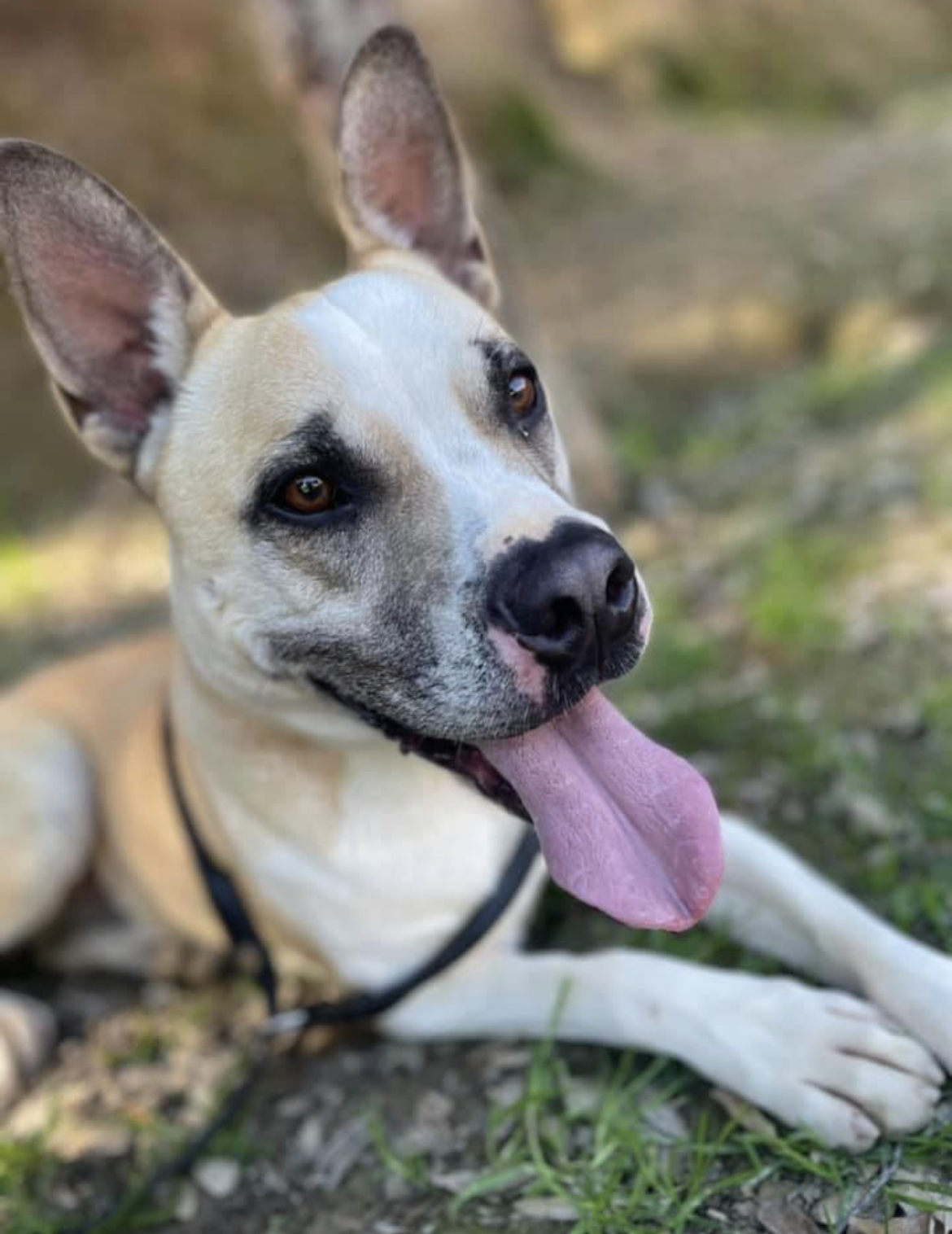 Duke, an adoptable German Shepherd Dog, Boston Terrier in Willits , CA, 95490 | Photo Image 1