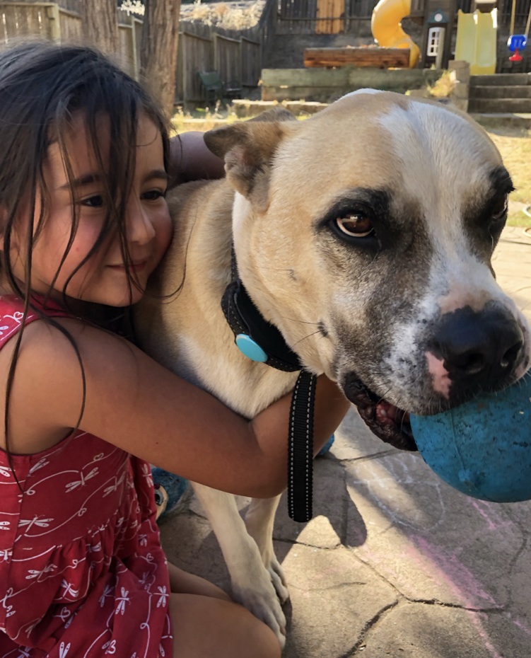 Duke, an adoptable German Shepherd Dog, Boston Terrier in Willits , CA, 95490 | Photo Image 2