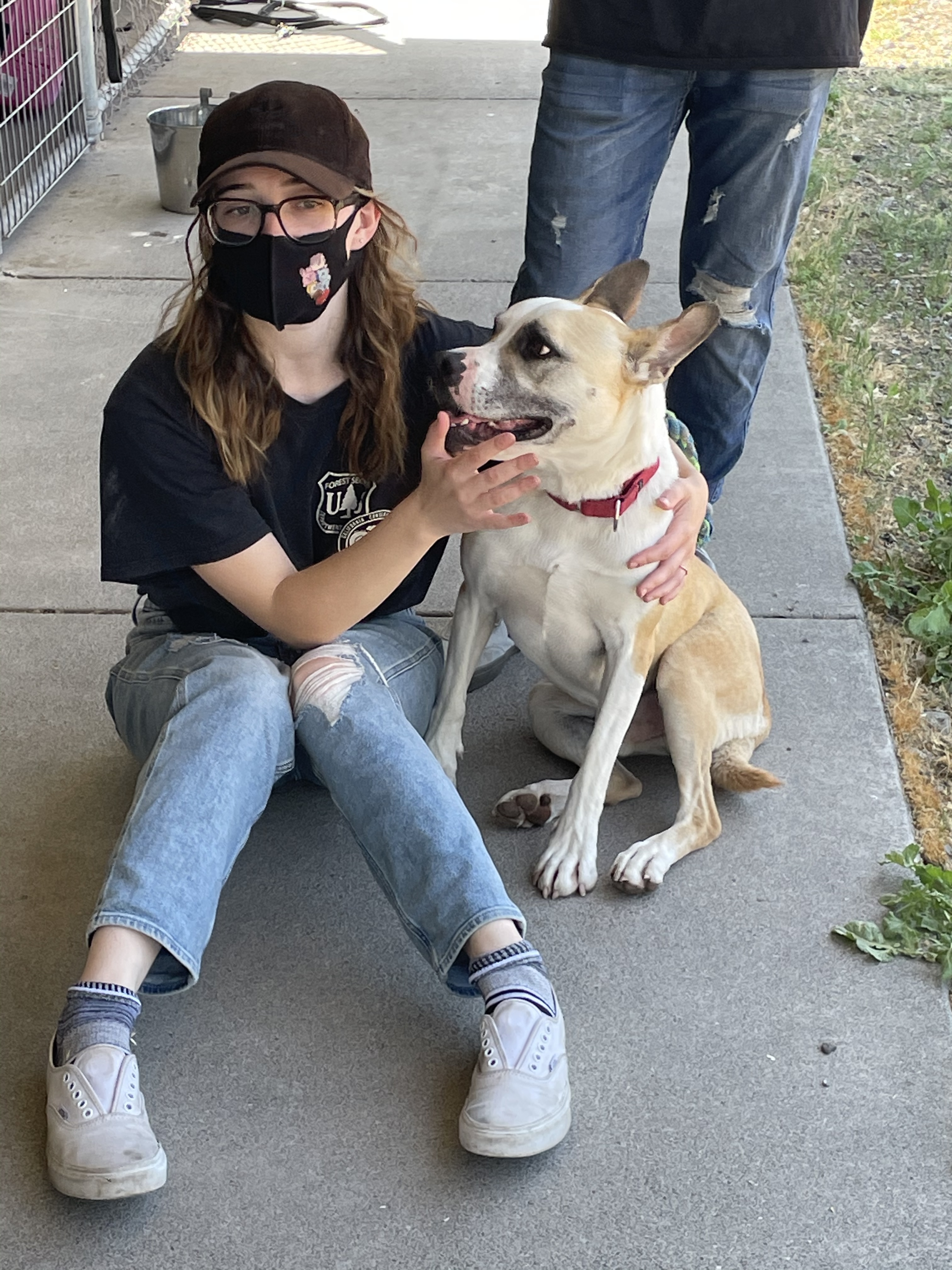 Duke, an adoptable German Shepherd Dog, Boston Terrier in Willits , CA, 95490 | Photo Image 4