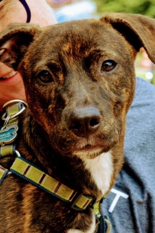 Brinkley, an adoptable Mountain Cur, Terrier in Houston, TX, 77007 | Photo Image 2