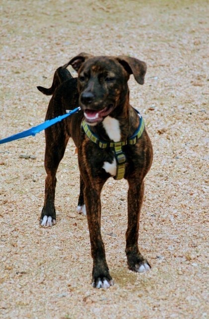 Brinkley, an adoptable Mountain Cur, Terrier in Houston, TX, 77007 | Photo Image 3
