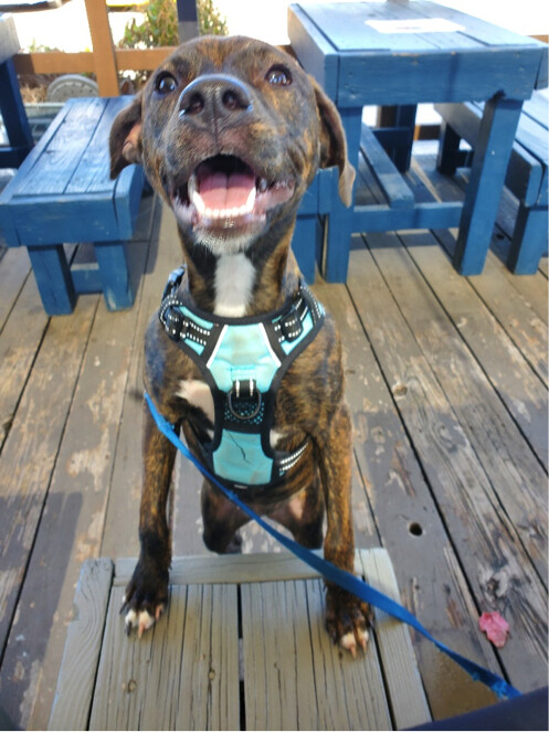 Brinkley, an adoptable Mountain Cur & Terrier Mix in Houston, TX_image-6