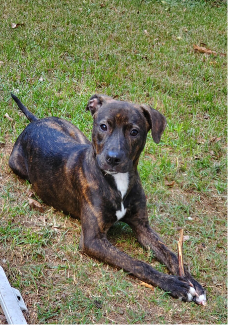 Brinkley, an adoptable Mountain Cur, Terrier in Houston, TX, 77007 | Photo Image 1