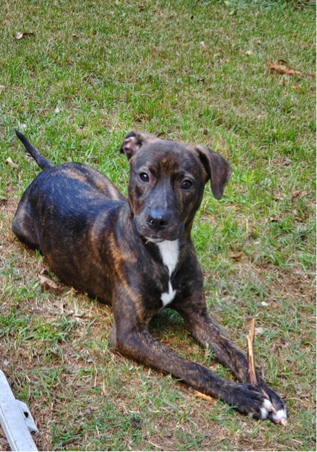 Brindle mountain cur pitbull 2024 mix