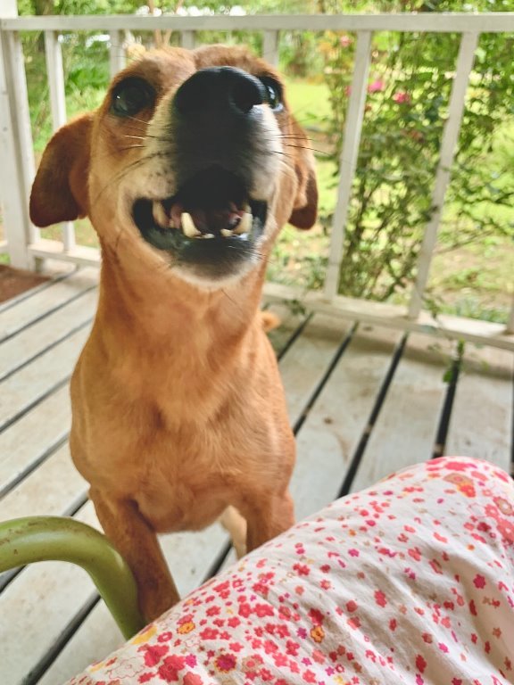 Brandy, an adoptable Miniature Pinscher, Terrier in New Orleans, LA, 70119 | Photo Image 2