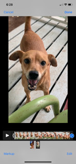 Brandy, an adoptable Miniature Pinscher, Terrier in New Orleans, LA, 70119 | Photo Image 3