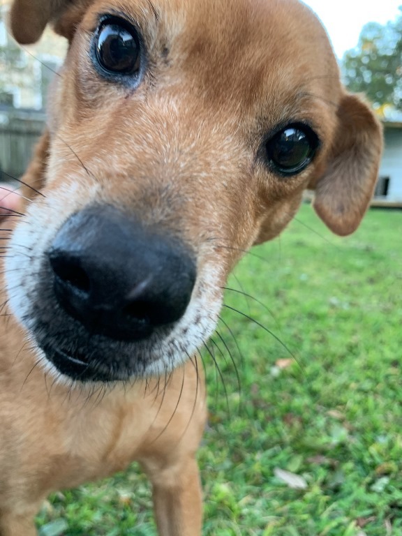 Brandy, an adoptable Miniature Pinscher & Terrier Mix in New Orleans, LA_image-4