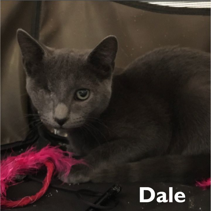 Dale, an adopted Domestic Short Hair in New Haven, CT_image-1