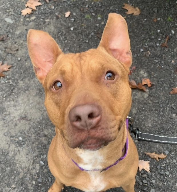 GINGER, an adoptable Pit Bull Terrier in Grafton, WV, 26354 | Photo Image 2