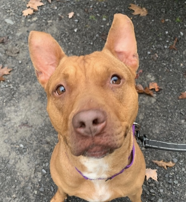 Ginger pitbull sale puppy