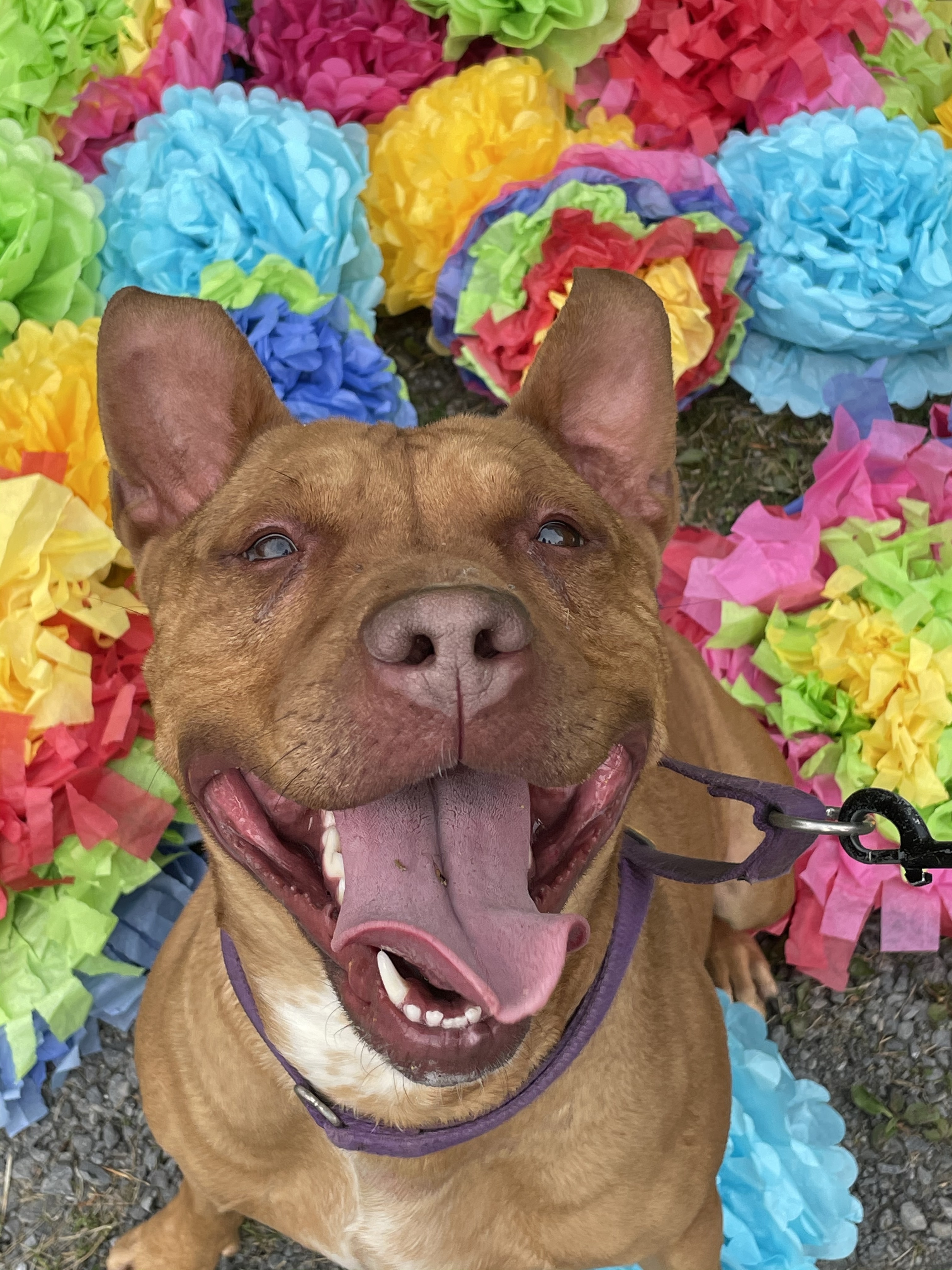 GINGER, an adoptable Pit Bull Terrier in Grafton, WV, 26354 | Photo Image 1