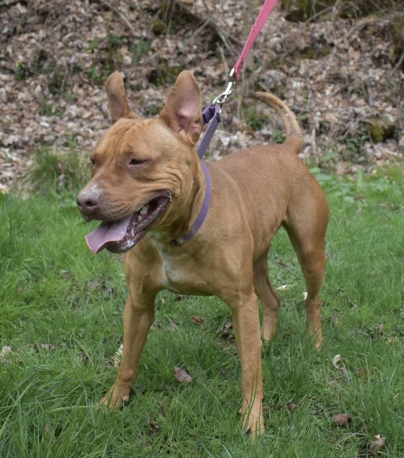 GINGER, an adoptable Pit Bull Terrier in Grafton, WV, 26354 | Photo Image 4