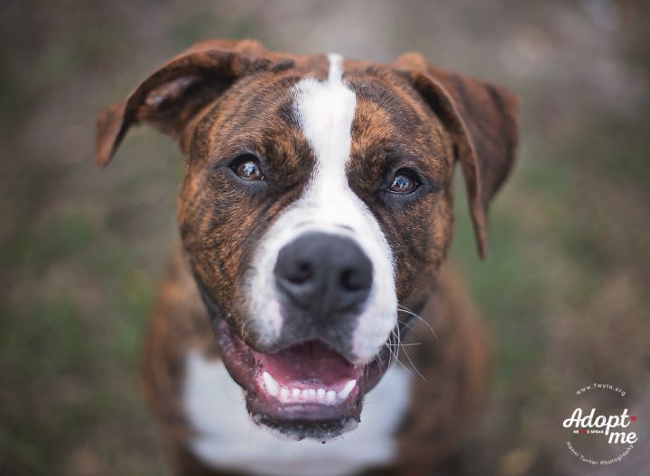 Gumbo, an adopted American Bulldog in Kingwood, TX_image-3