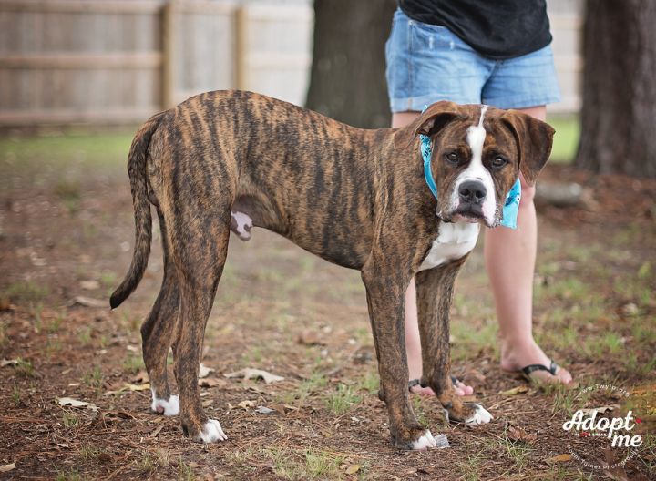 Gumbo, an adopted American Bulldog in Kingwood, TX_image-5