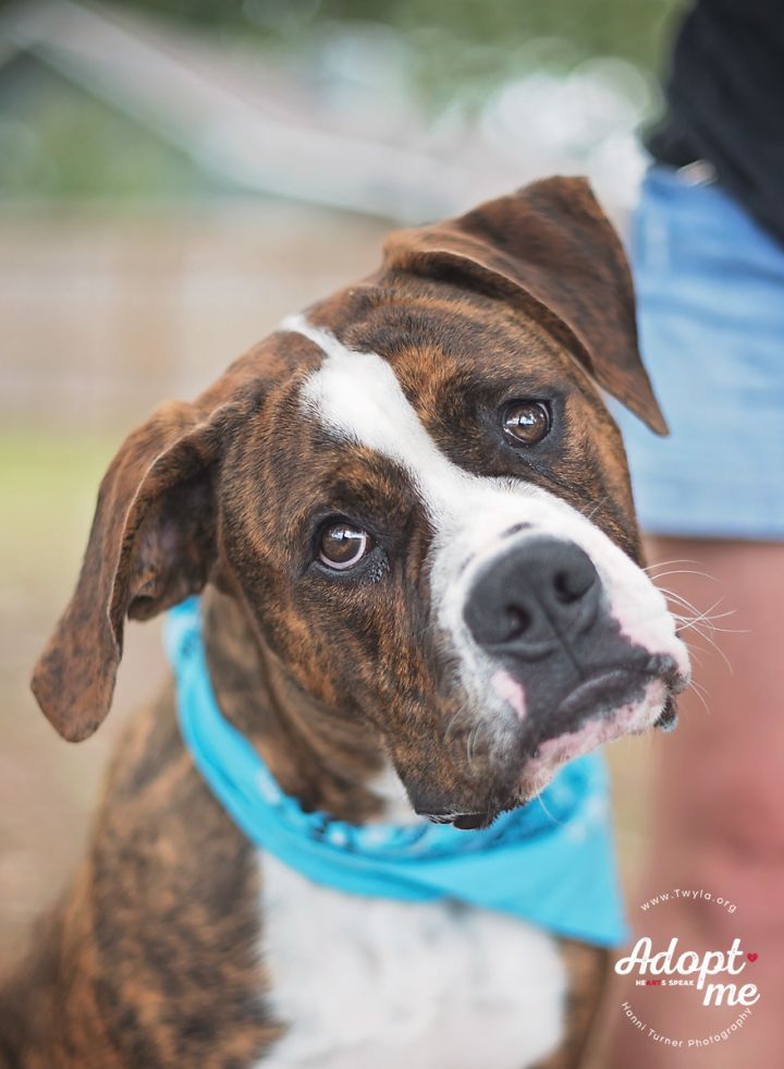 Gumbo, an adopted American Bulldog in Kingwood, TX_image-1