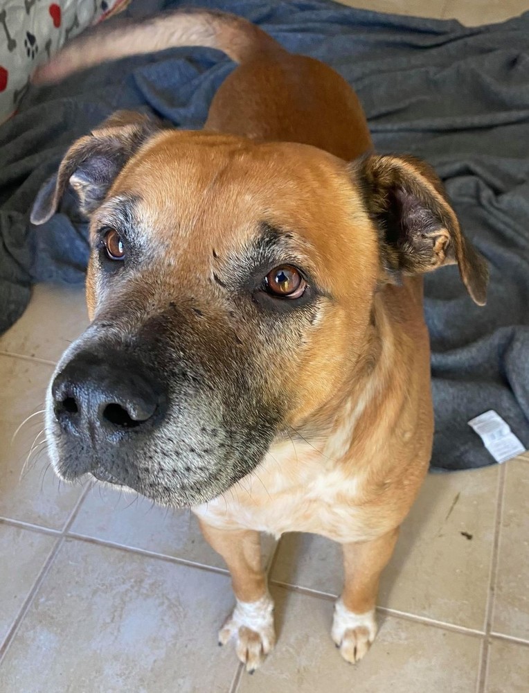 Starbucks, an adoptable Boxer, Labrador Retriever in Troy, AL, 36081 | Photo Image 3