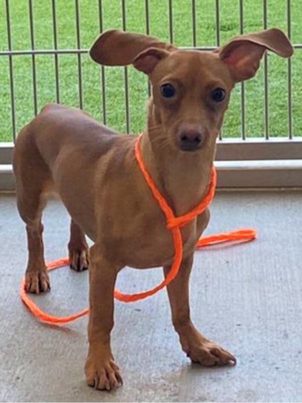 Dachshund mix with miniature hot sale pinscher