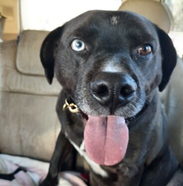 Smokey, an adoptable Labrador Retriever, Catahoula Leopard Dog in Southington, CT, 06489 | Photo Image 1