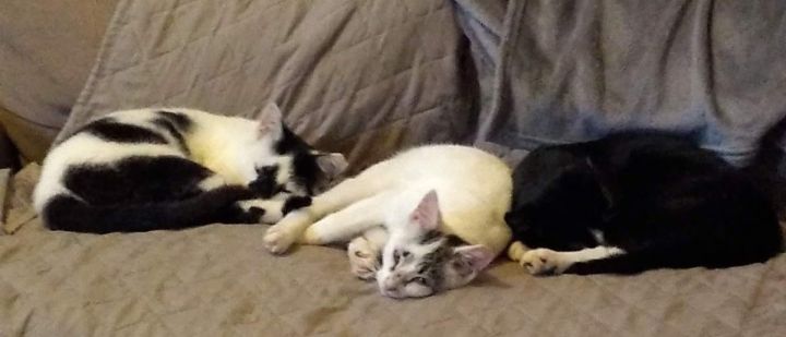 Cat for adoption - Junk Yard Cats, a Domestic Short Hair ...