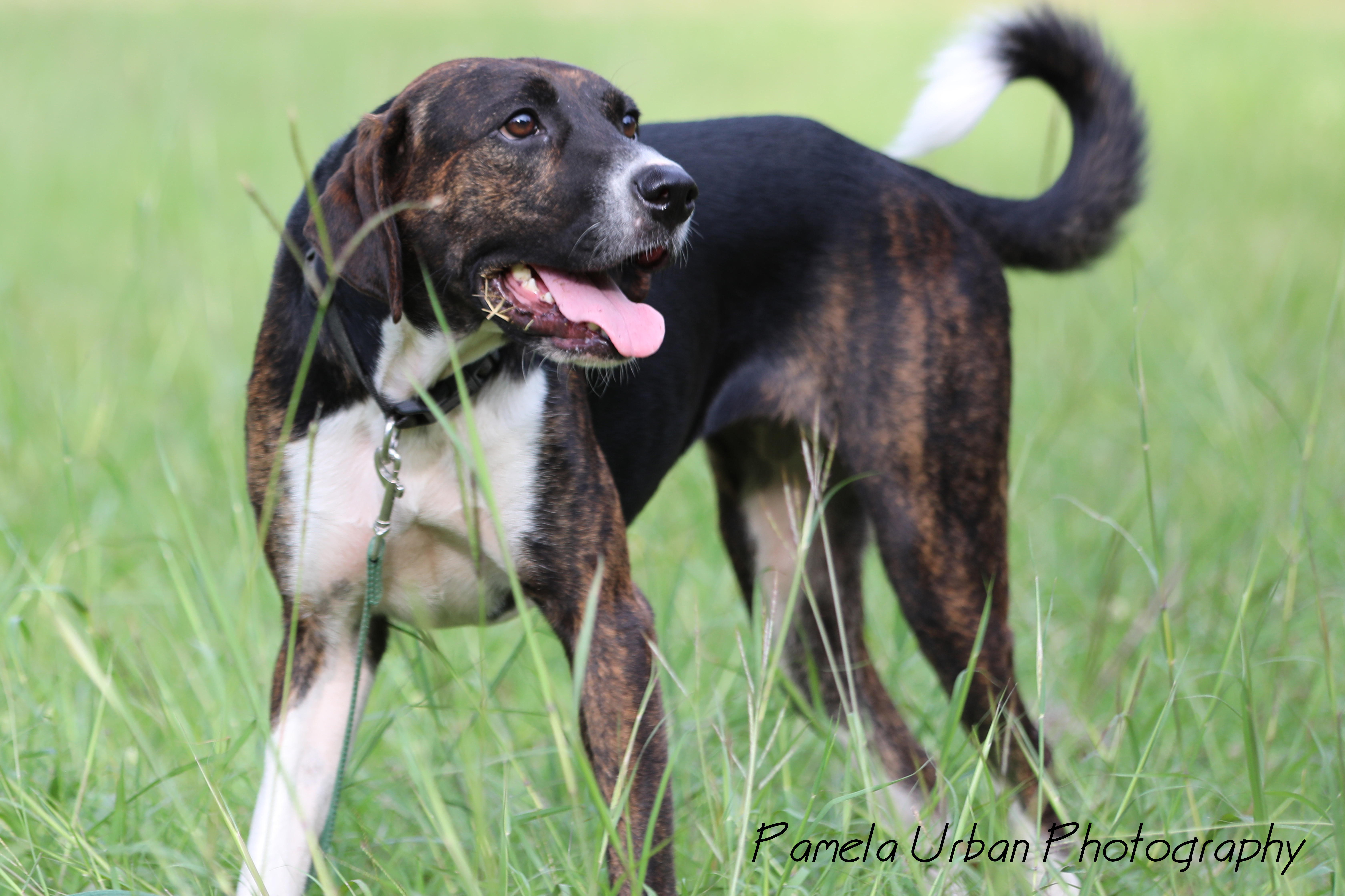 Tippy, an adoptable Labrador Retriever in Sheridan, TX, 77475 | Photo Image 2