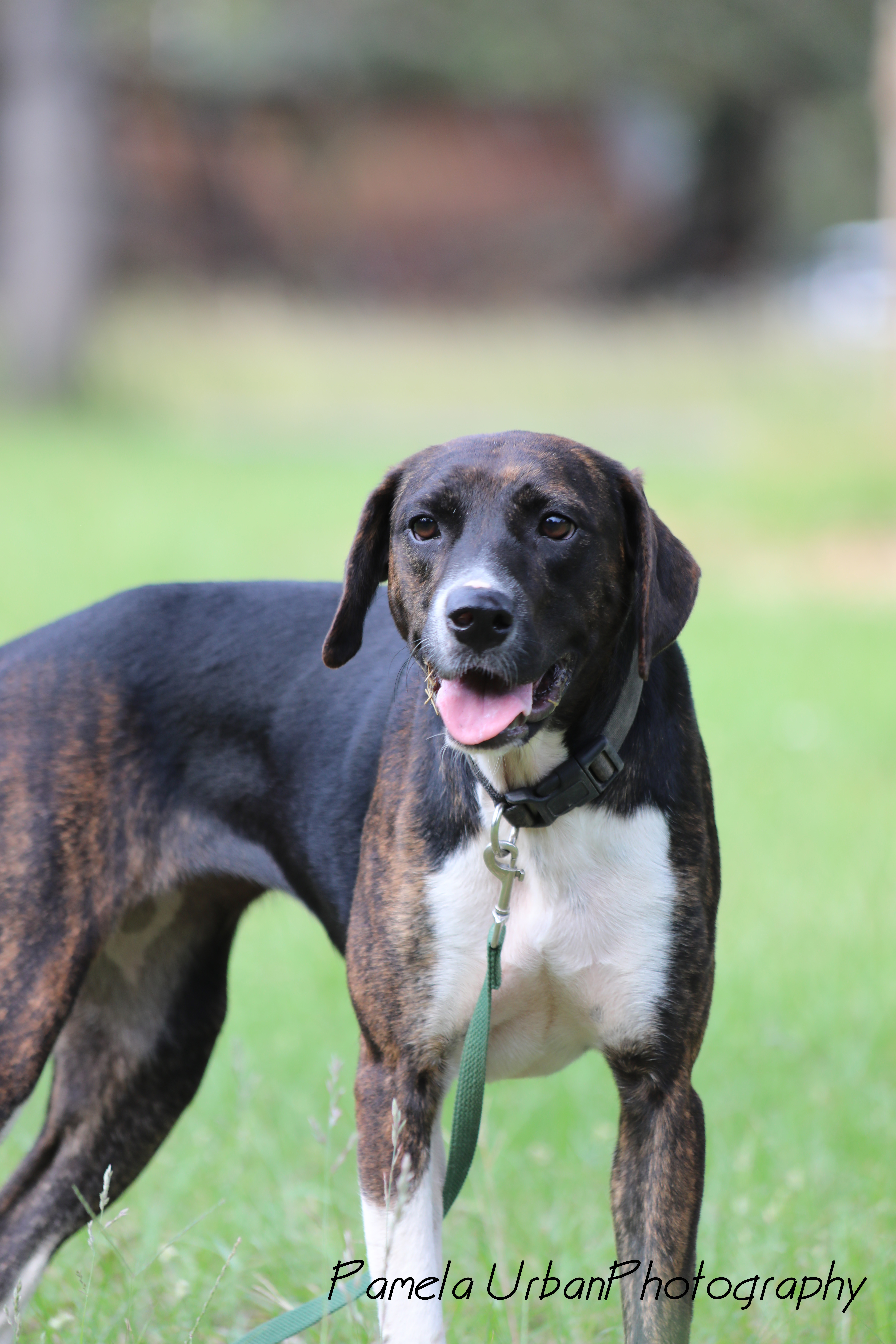 Tippy, an adoptable Labrador Retriever in Sheridan, TX, 77475 | Photo Image 3