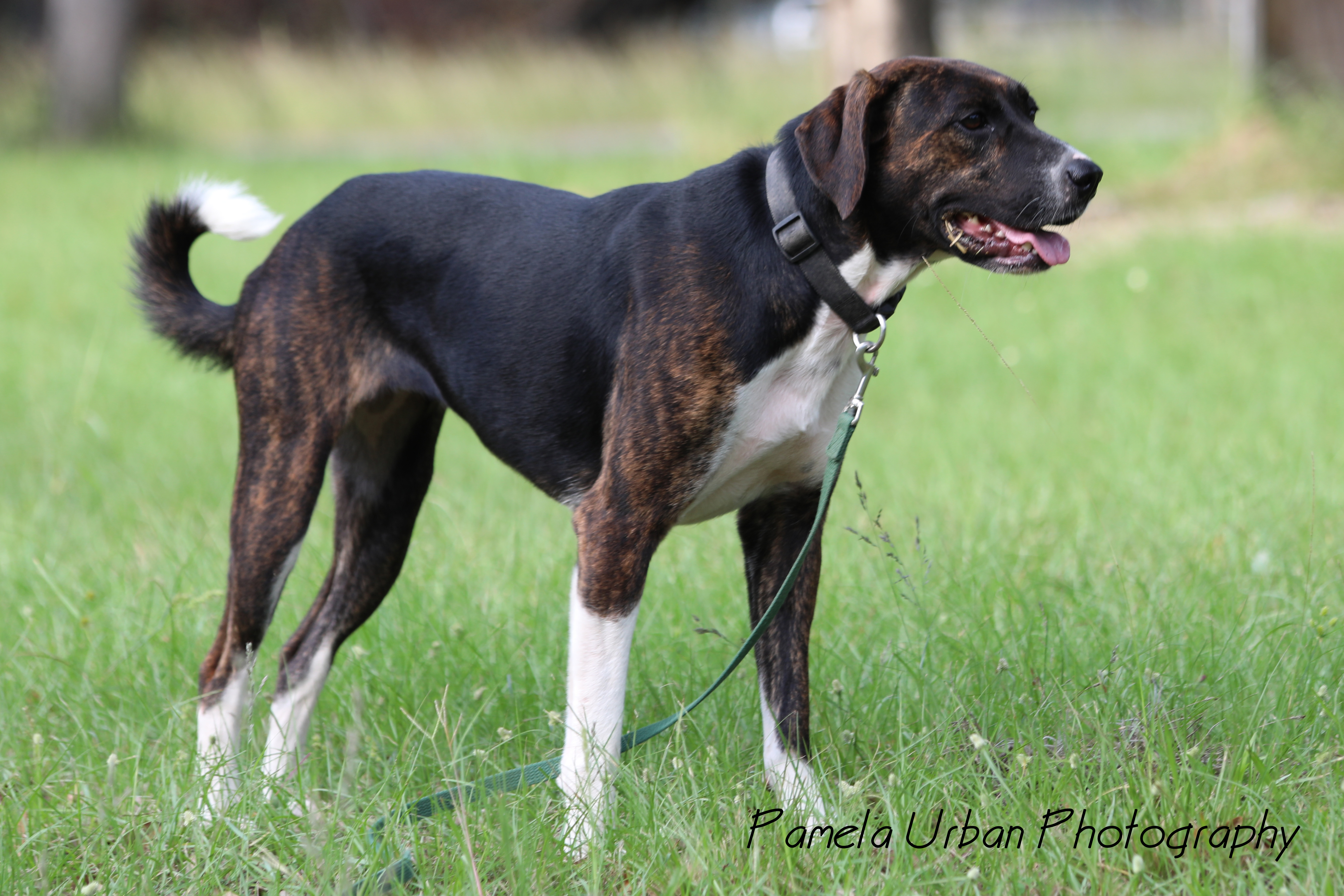 Tippy, an adoptable Labrador Retriever in Sheridan, TX, 77475 | Photo Image 4