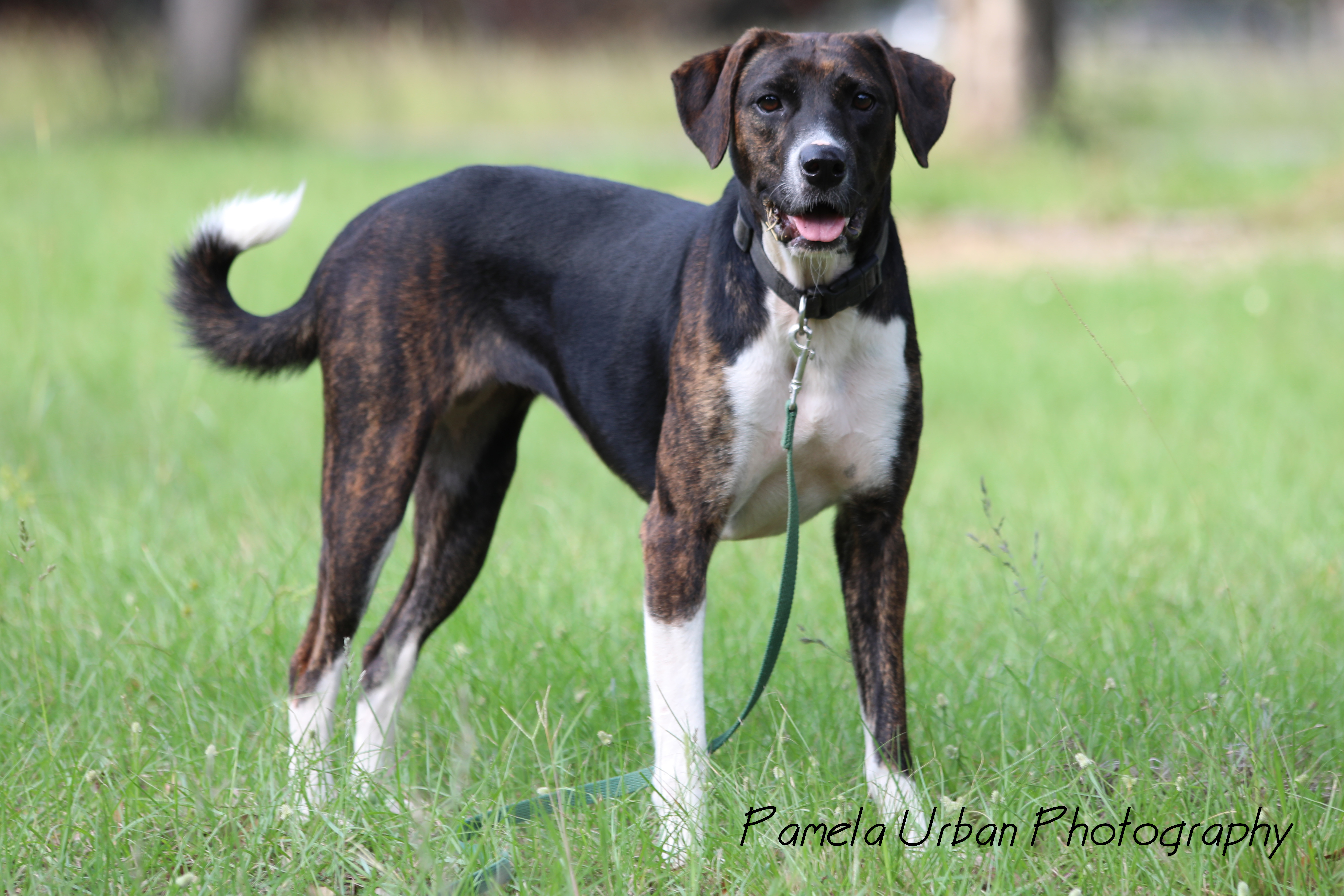 Tippy, an adoptable Labrador Retriever in Sheridan, TX, 77475 | Photo Image 6