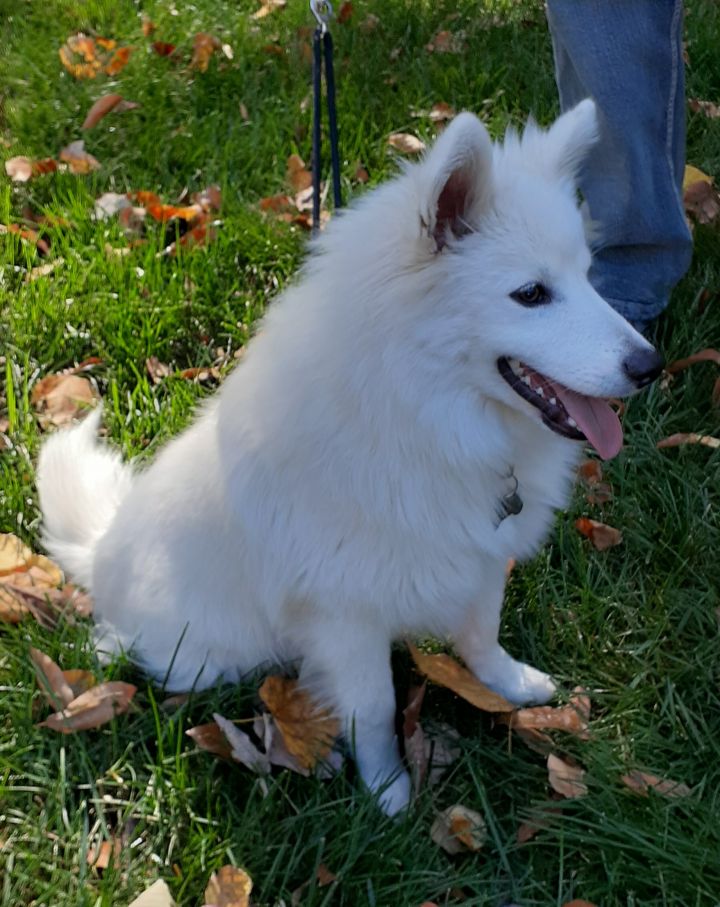 Dog for adoption JackAdopted!, an American Eskimo Dog in Saint Louis