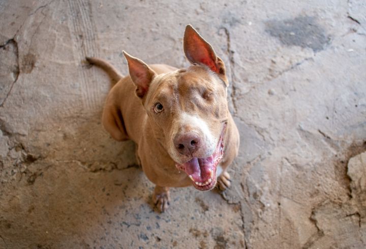 Molly, an adoptable Pit Bull Terrier Mix in Loiza, PR_image-1