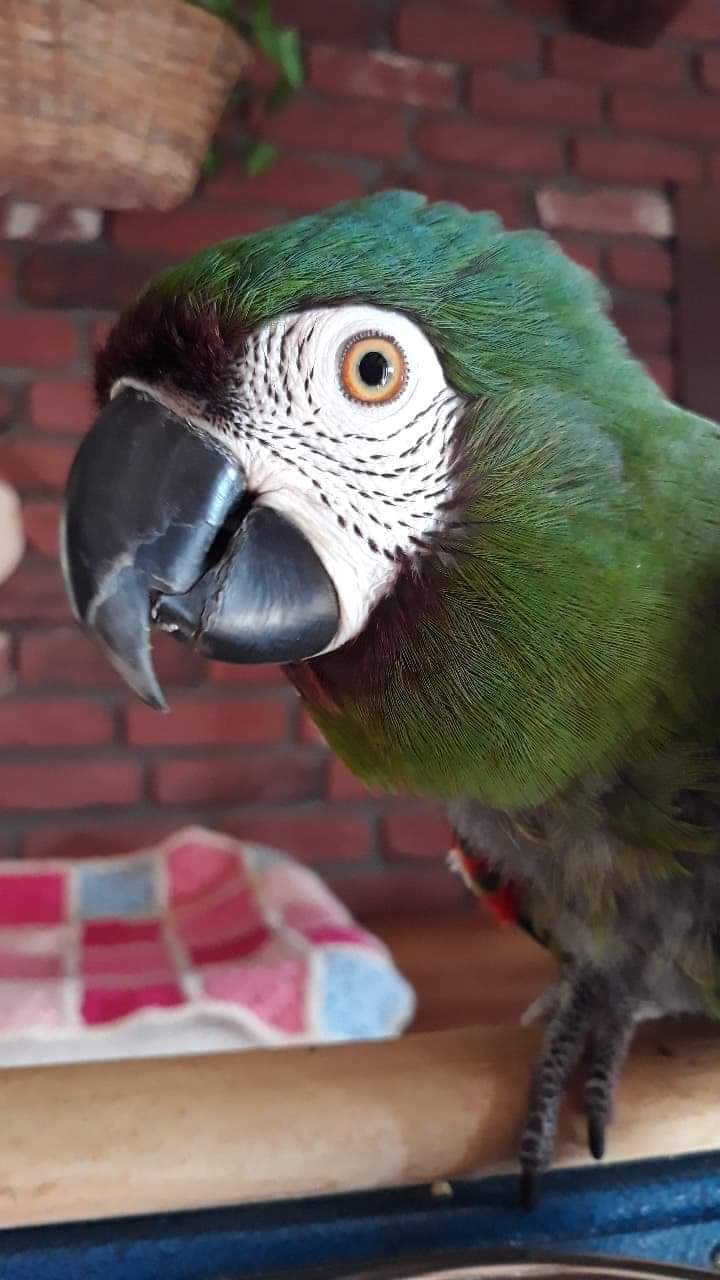 Sierra 2