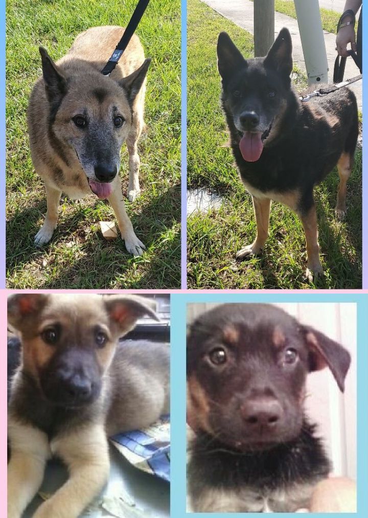 Shelby and Bullitt, an adoptable German Shepherd Dog Mix in Orlando, FL_image-2