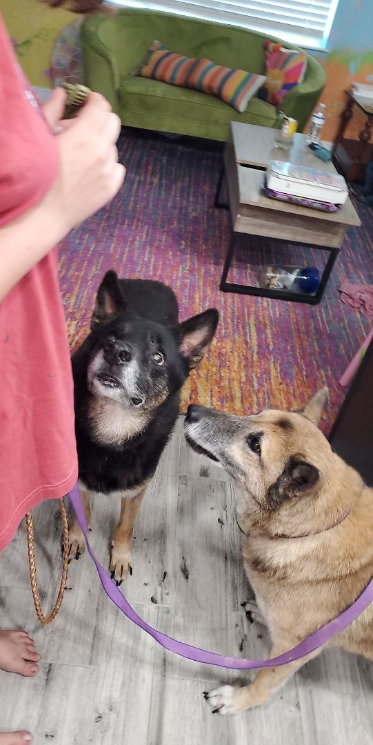 Shelby and Bullitt, an adoptable German Shepherd Dog Mix in Orlando, FL_image-4