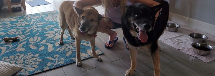 Shelby and Bullitt, an adoptable German Shepherd Dog Mix in Orlando, FL_image-5