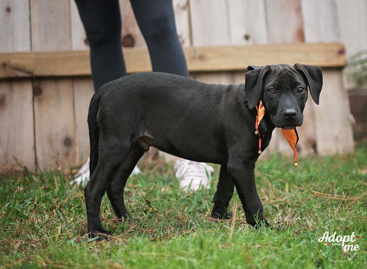 Robert, an adopted Labrador Retriever in Kingwood, TX_image-2