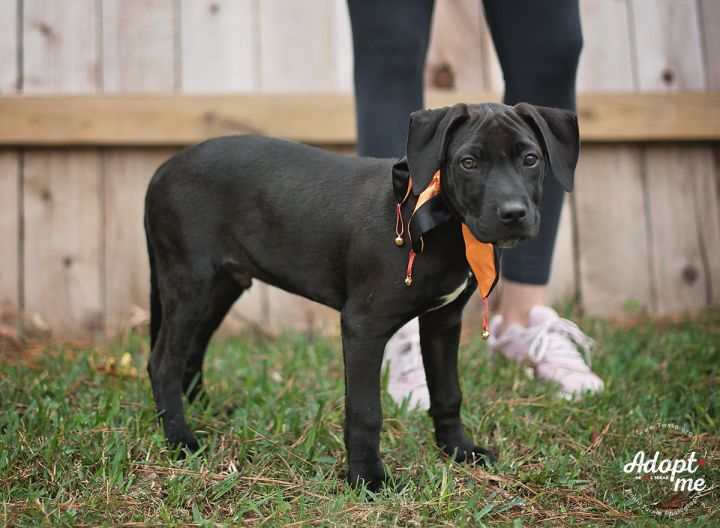 Robert, an adopted Labrador Retriever in Kingwood, TX_image-6