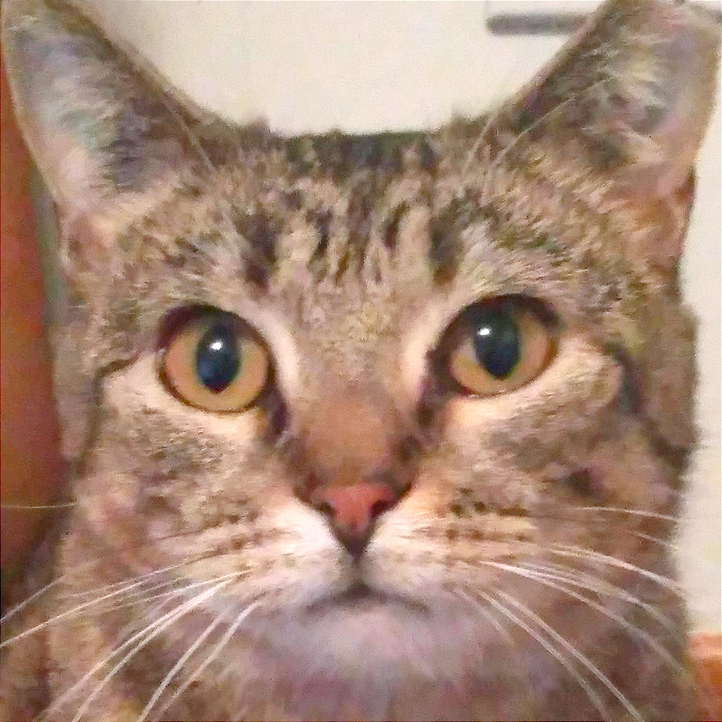 Philomena, an adoptable Domestic Short Hair in Rochester, MN, 55903 | Photo Image 1