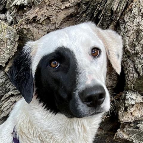 Licorice, an adoptable Great Pyrenees Mix in Dallas, TX_image-1
