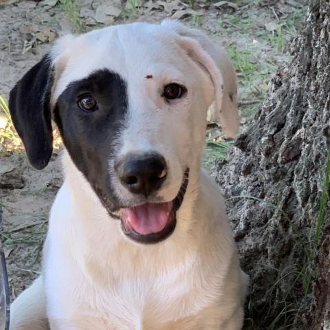 Licorice, an adoptable Great Pyrenees Mix in Dallas, TX_image-2