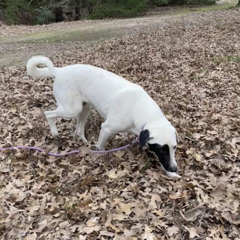 Licorice, an adoptable Great Pyrenees, Mixed Breed in Dallas, TX, 75201 | Photo Image 2