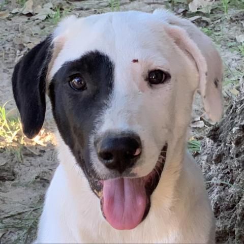 Licorice, an adoptable Great Pyrenees Mix in Dallas, TX_image-3