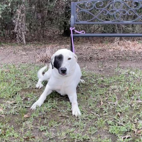 Licorice, an adoptable Great Pyrenees, Mixed Breed in Dallas, TX, 75201 | Photo Image 3