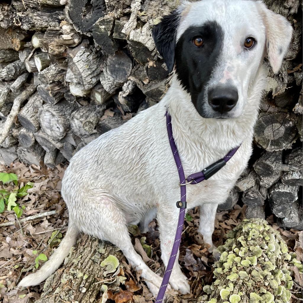 Licorice, an adoptable Great Pyrenees, Mixed Breed in Dallas, TX, 75201 | Photo Image 4