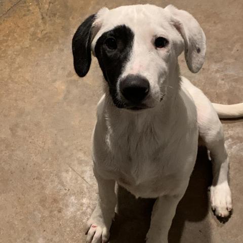 Licorice, an adoptable Great Pyrenees, Mixed Breed in Dallas, TX, 75201 | Photo Image 5