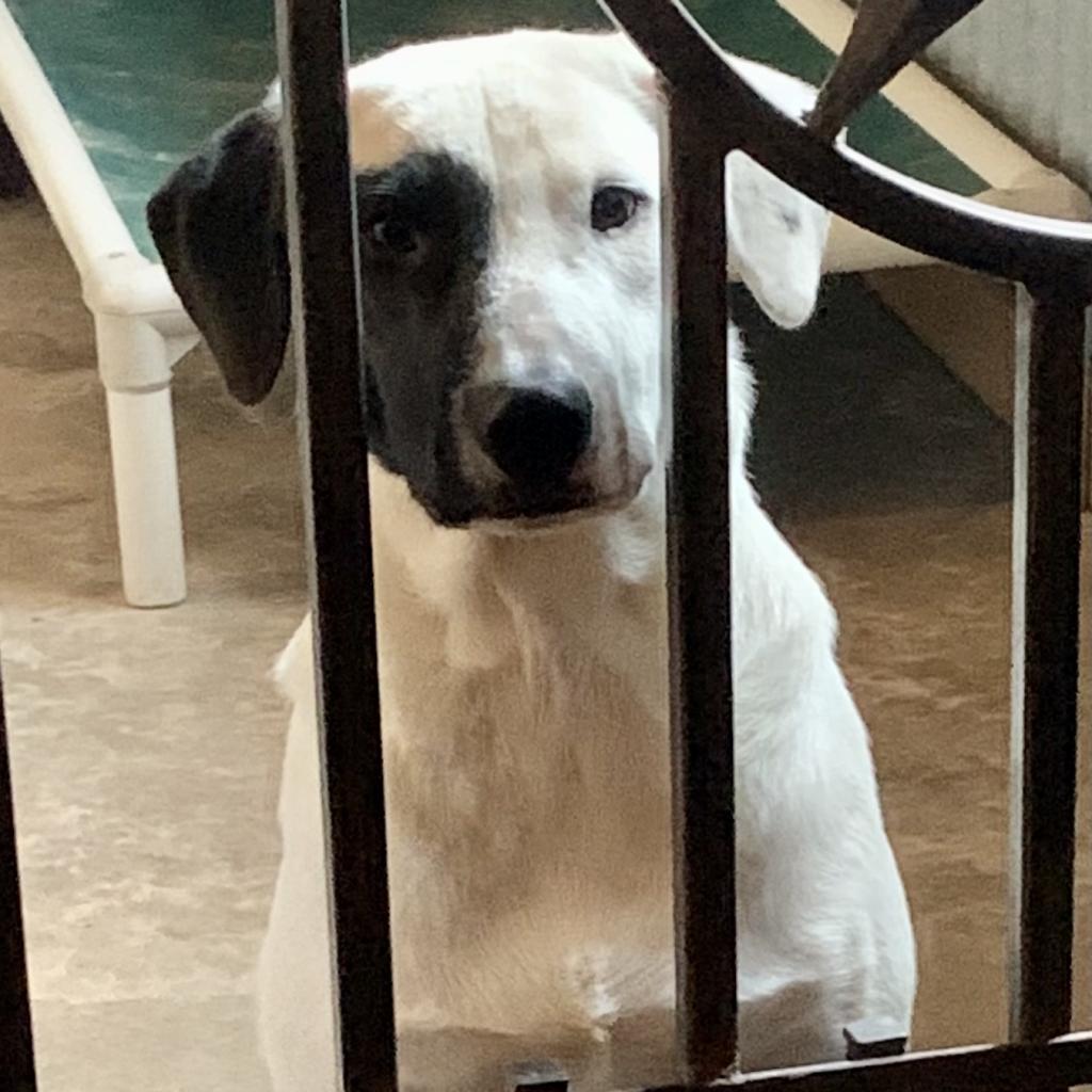 Licorice, an adoptable Great Pyrenees, Mixed Breed in Dallas, TX, 75201 | Photo Image 5