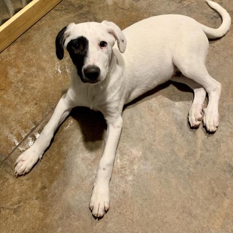 Licorice, an adoptable Great Pyrenees Mix in Dallas, TX_image-6